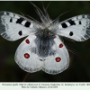 parnassius apollo male2